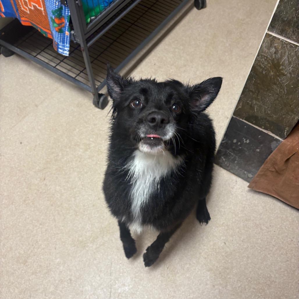 Enlarge Amelia, a Adoptable Collie in Columbus, NC image 4/6