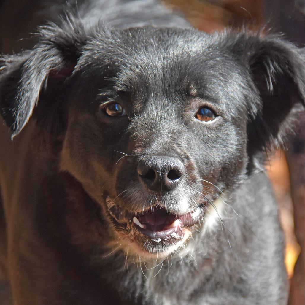 Amelia, a Adoptable Collie in Columbus, NC image 2/3