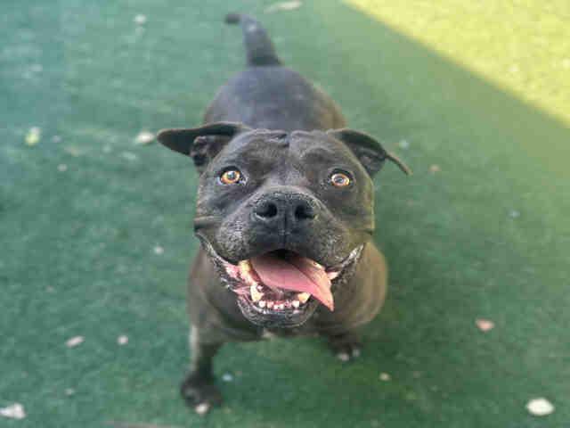 MIA, Adoptable, Adult Female Pit Bull Terrier & Mixed Breed.