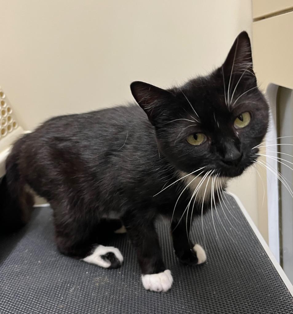 Jeanne, Adoptable, Kitten Female Domestic Short Hair.