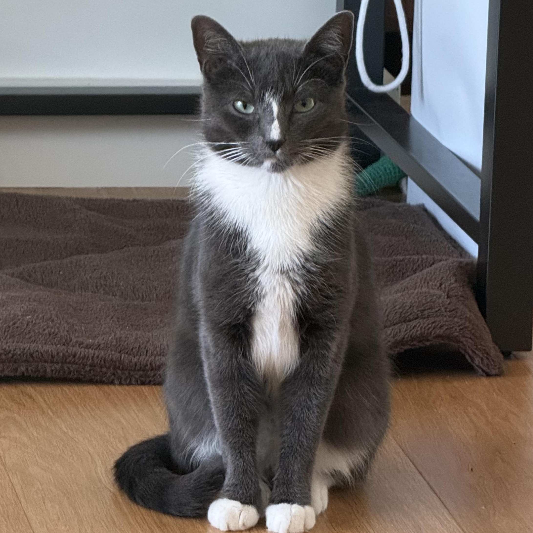 Ravioli, adopted, Young Female American Shorthair.