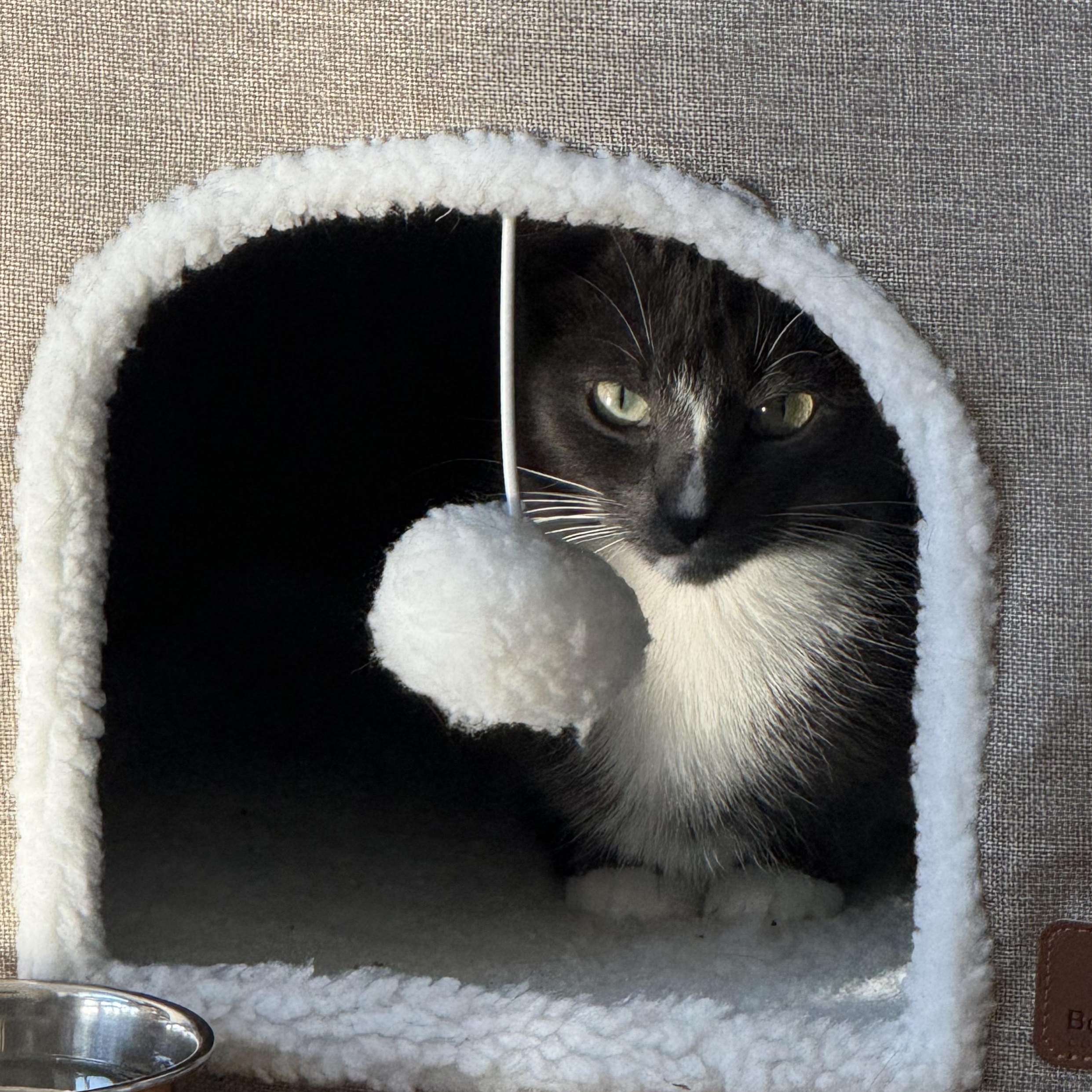 Ravioli, an adopted American Shorthair in brooklyn, NY image 4/6