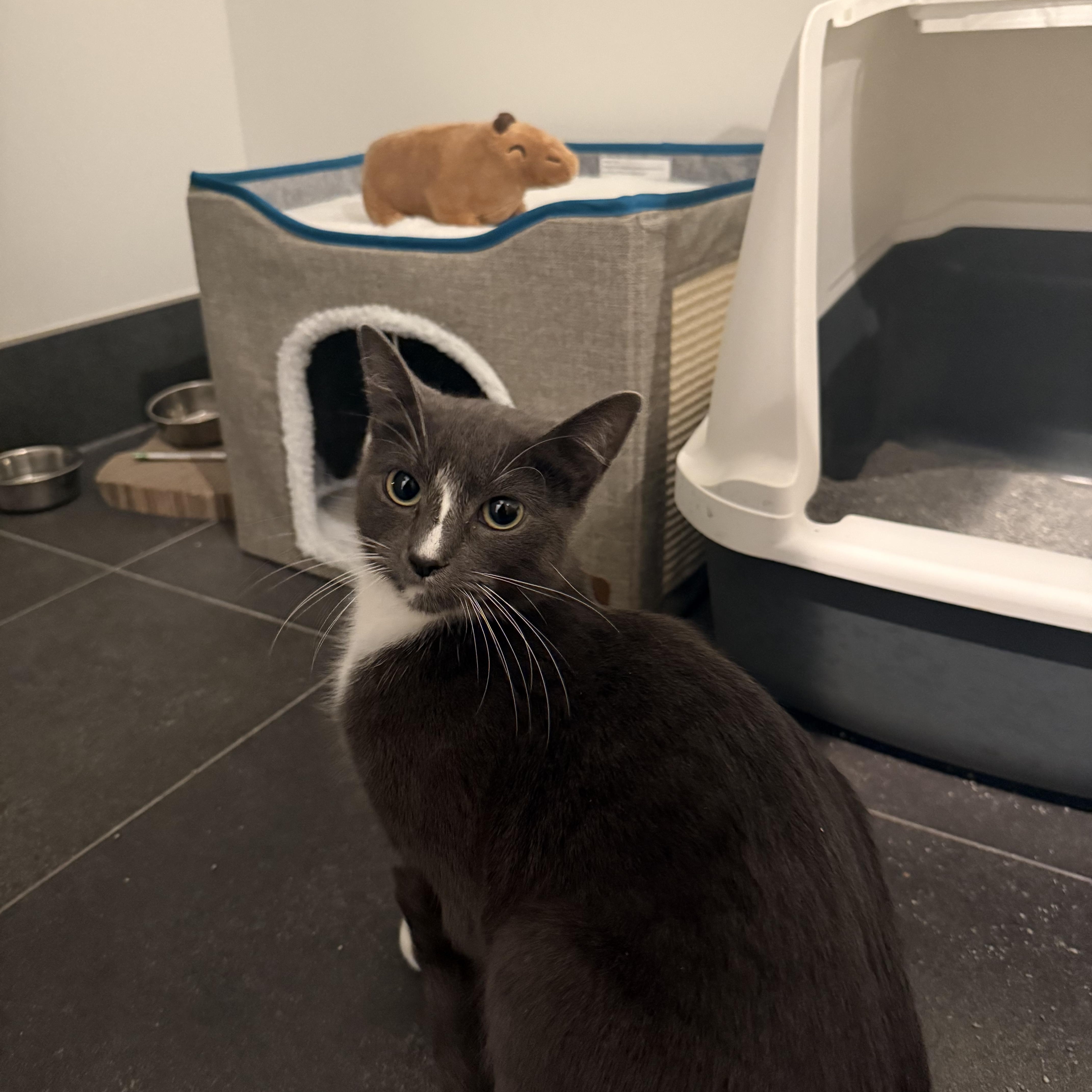 Ravioli, an adopted American Shorthair in brooklyn, NY image 6/6