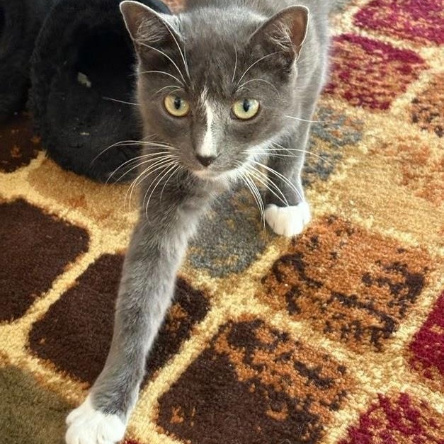 Ravioli, an adopted American Shorthair in brooklyn, NY image 2/6