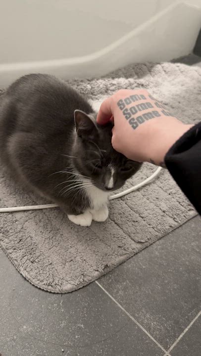 Enlarge Ravioli, an adopted American Shorthair in brooklyn, NY video 5/6