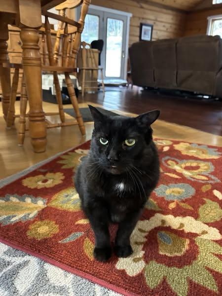 Enlarge Chewbacca, a Adopted Domestic Short Hair in Fonthill, ON image 1/3