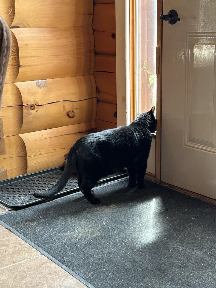 Enlarge Chewbacca, a Adopted Domestic Short Hair in Fonthill, ON image 2/3