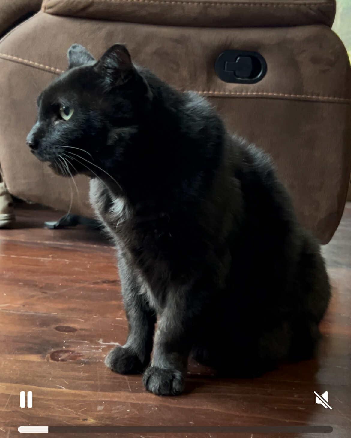 Enlarge Chewbacca, a Adopted Domestic Short Hair in Fonthill, ON image 3/3