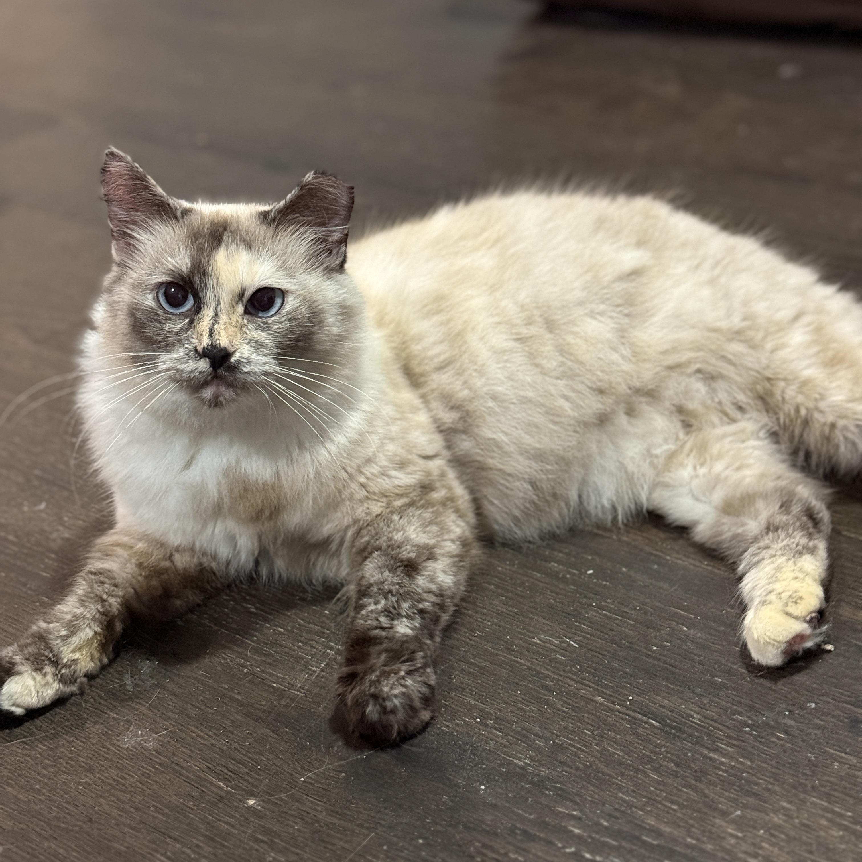 Enlarge Vesper, a ADOPTABLE Domestic Long Hair in Alexandria, VA image 3/6