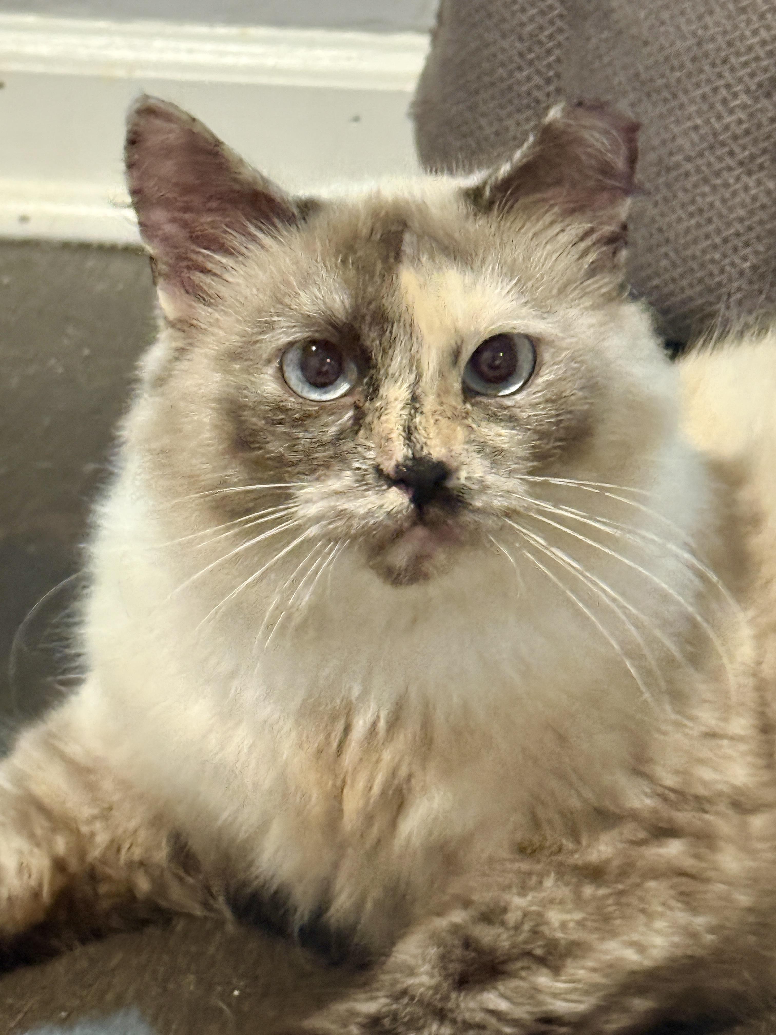 Enlarge Vesper, a ADOPTABLE Domestic Long Hair in Alexandria, VA image 6/6