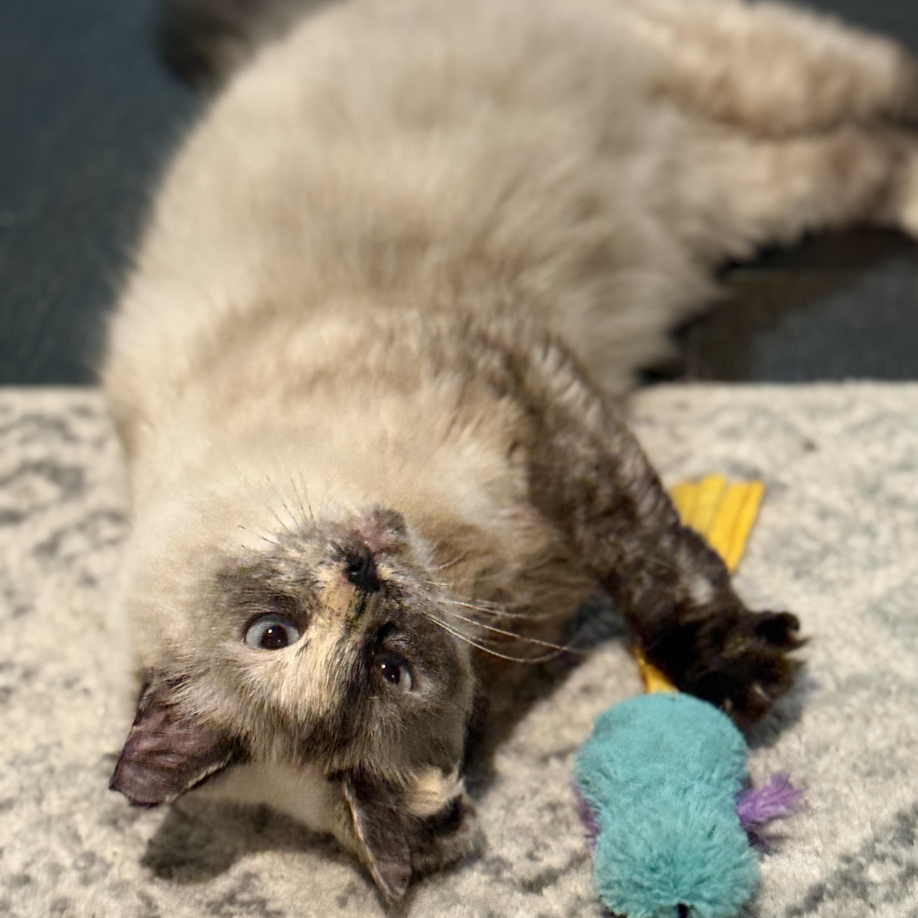 Enlarge Vesper, a ADOPTABLE Domestic Long Hair in Alexandria, VA image 5/6