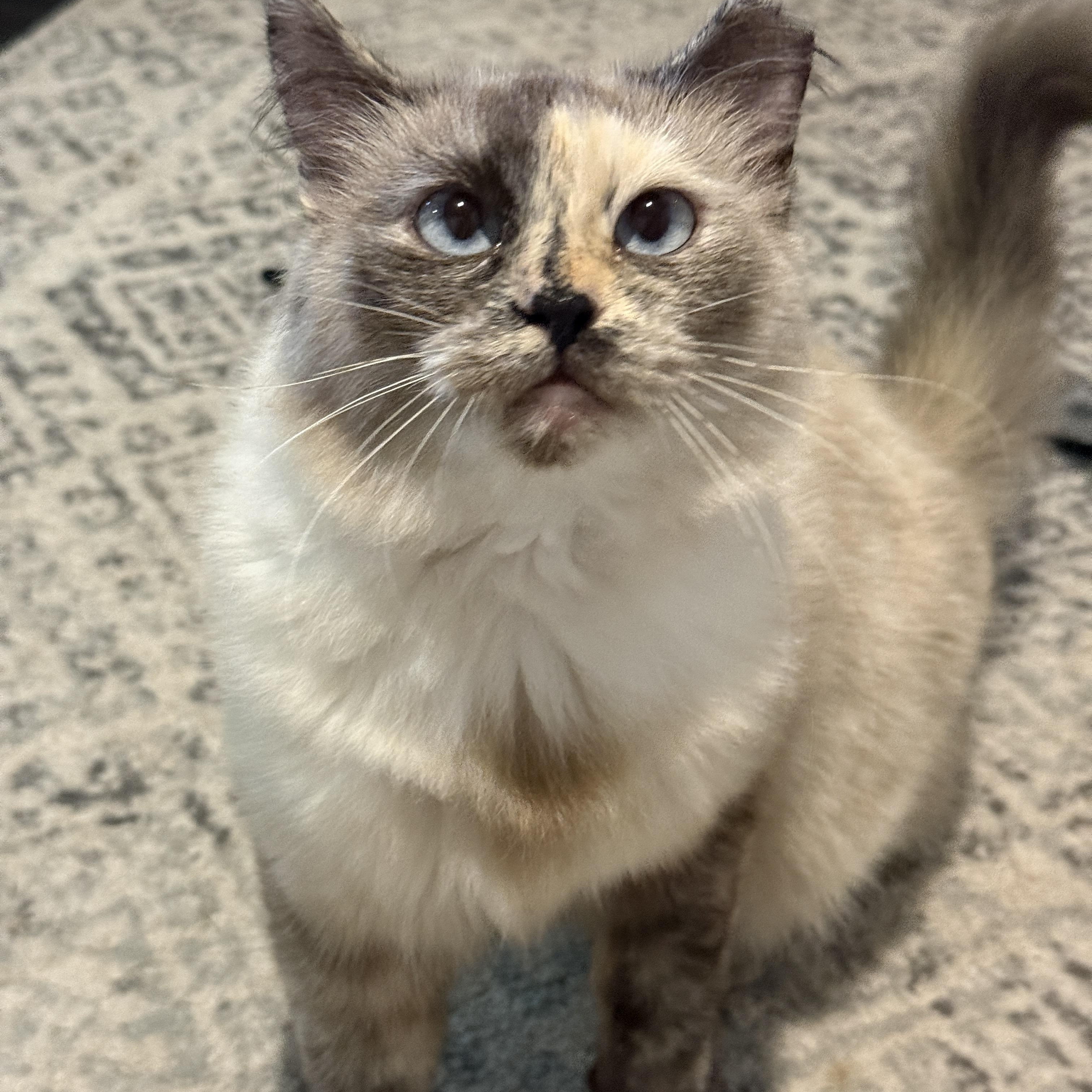 Enlarge Vesper, a ADOPTABLE Domestic Long Hair in Alexandria, VA image 2/6