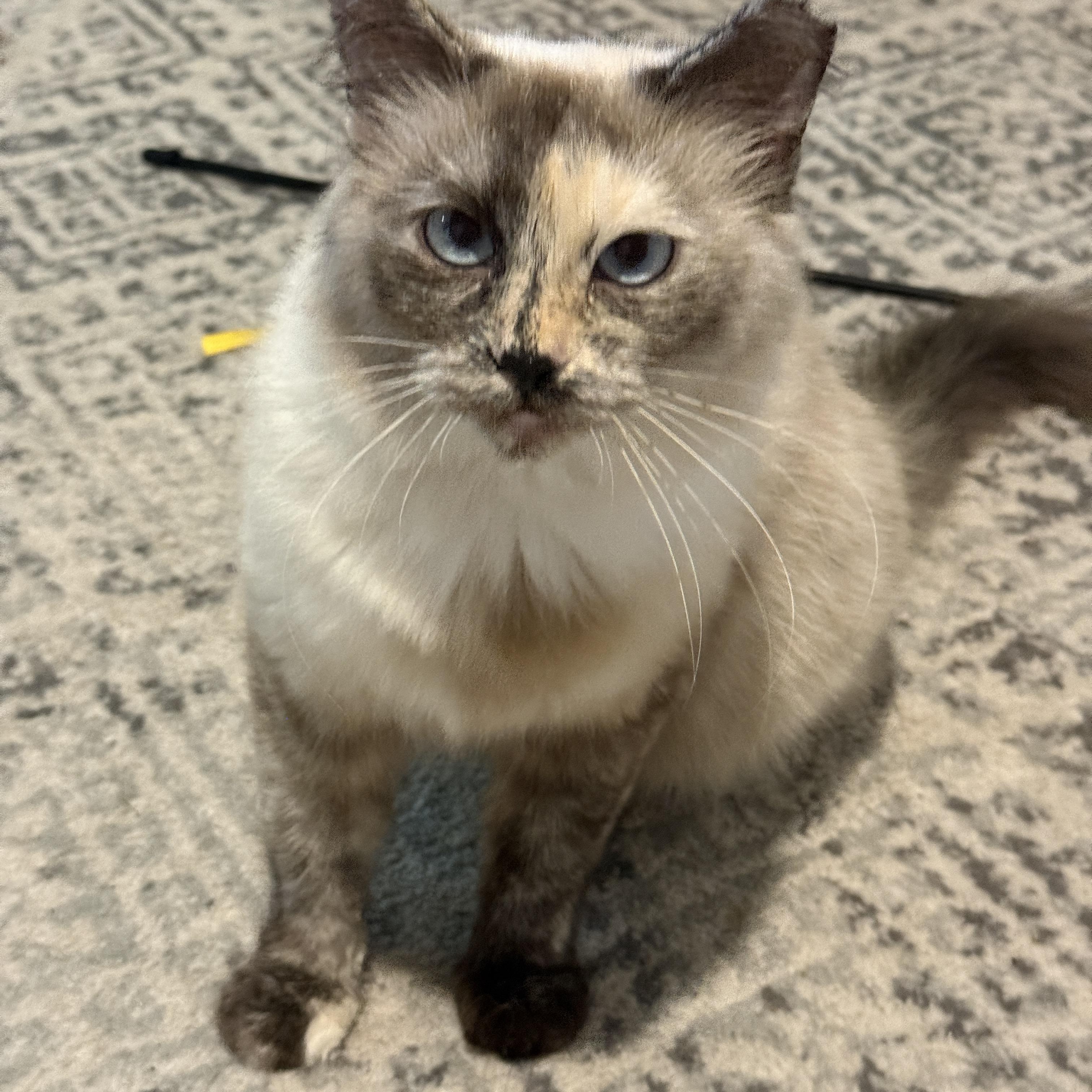 Enlarge Vesper, a ADOPTABLE Domestic Long Hair in Alexandria, VA image 4/6