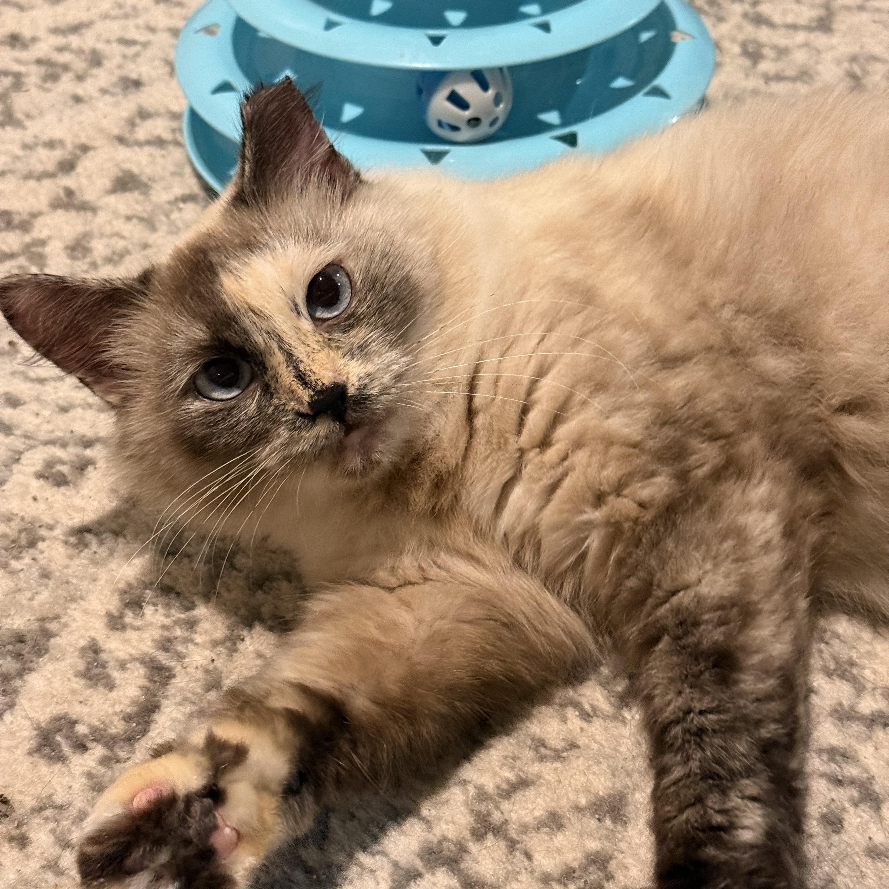 Vesper, ADOPTABLE, Young Female Domestic Long Hair.