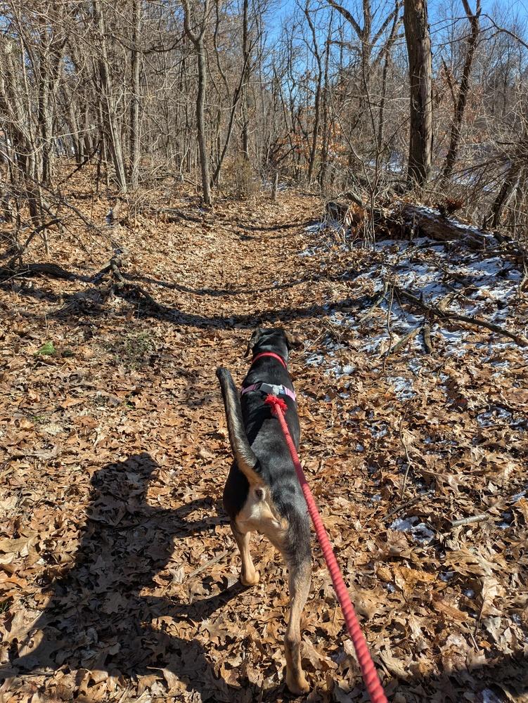 Brisket, Adoptable, Adult Male Coonhound.
