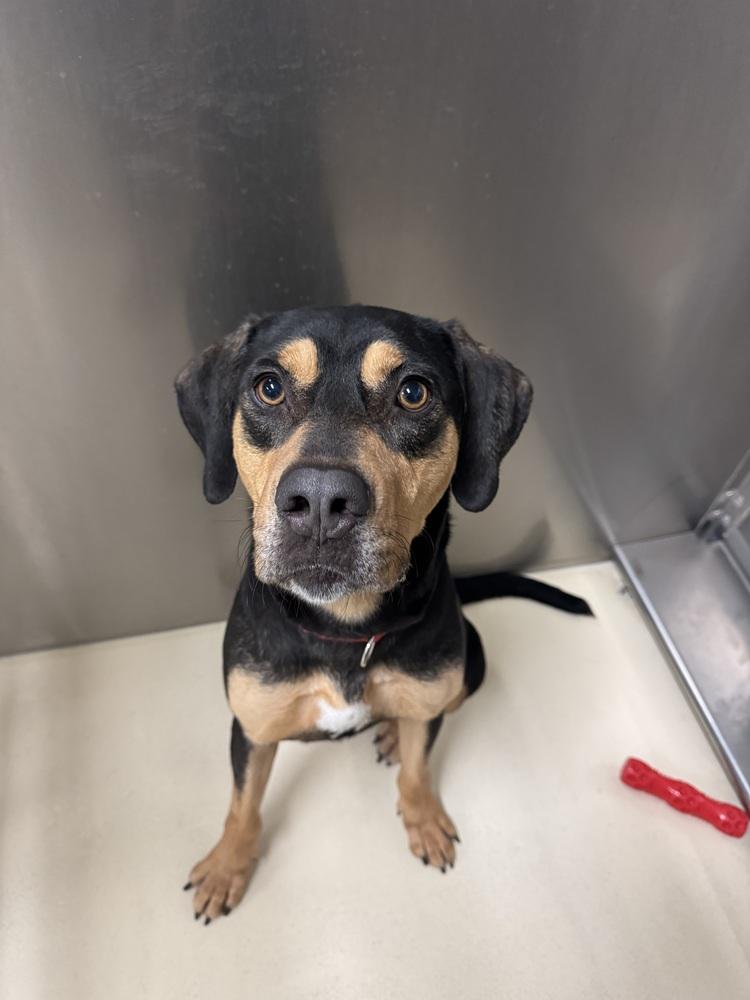 Enlarge Brisket, a Adoptable mixed breed in Kalamazoo, MI image 2/6