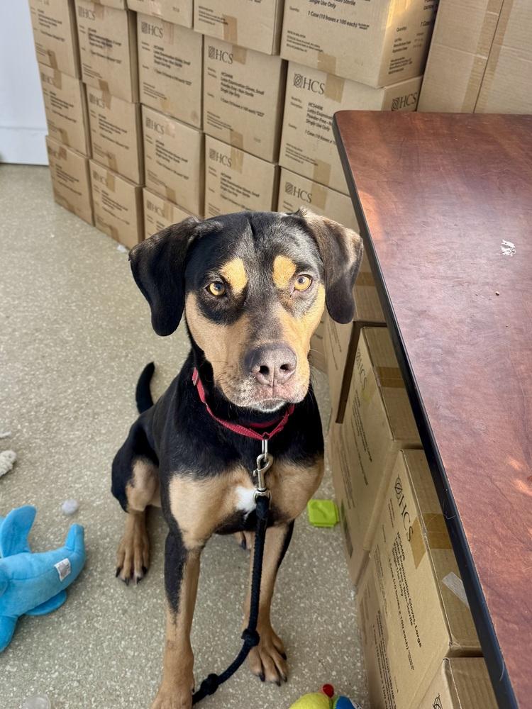 Enlarge Brisket, a Adoptable mixed breed in Kalamazoo, MI image 3/6