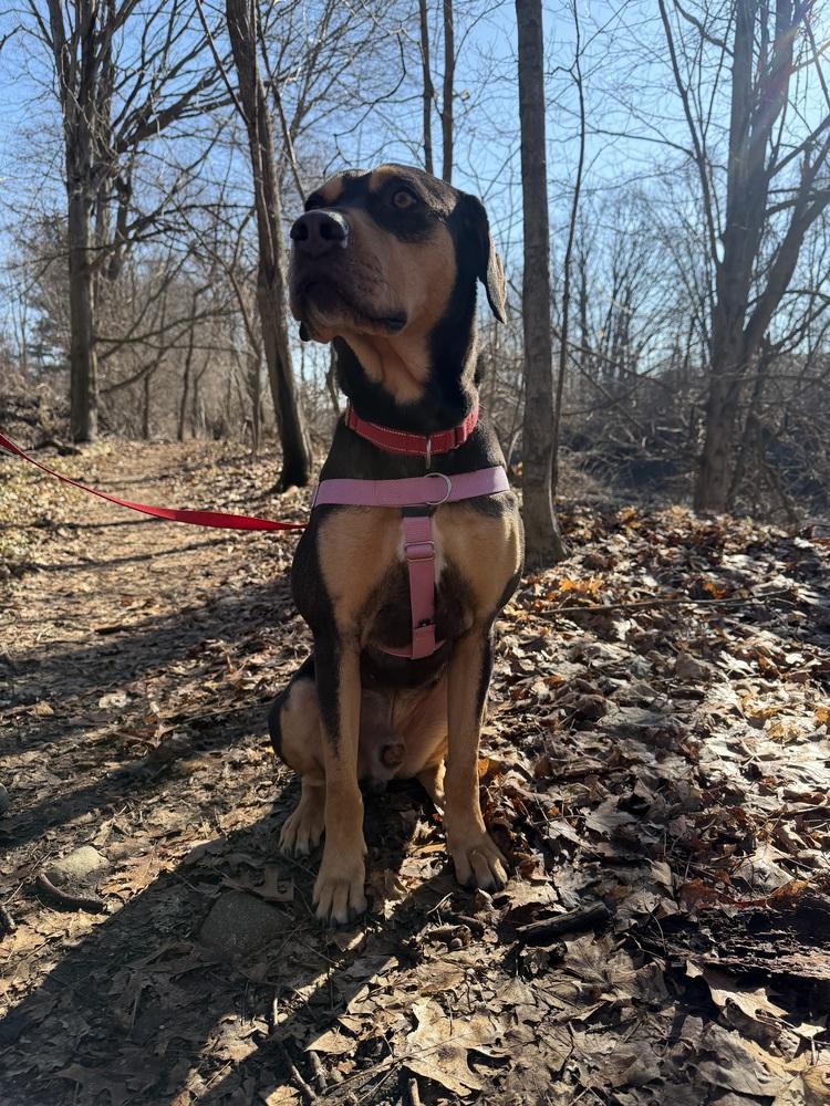 Enlarge Brisket, a Adoptable mixed breed in Kalamazoo, MI image 4/6