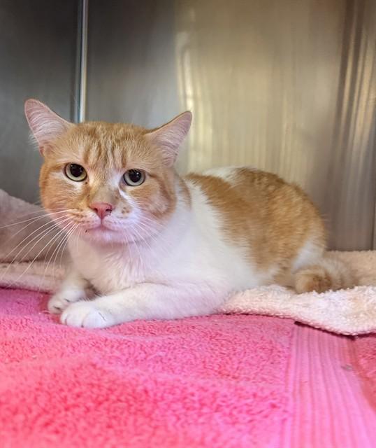 MOMO, Adoptable, Young Male Domestic Short Hair.