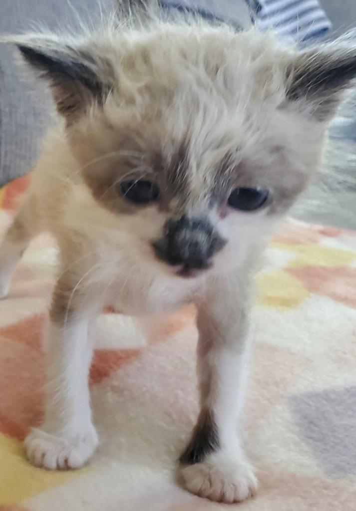 Rocky Racoon, Adoptable, Kitten Male Siamese.