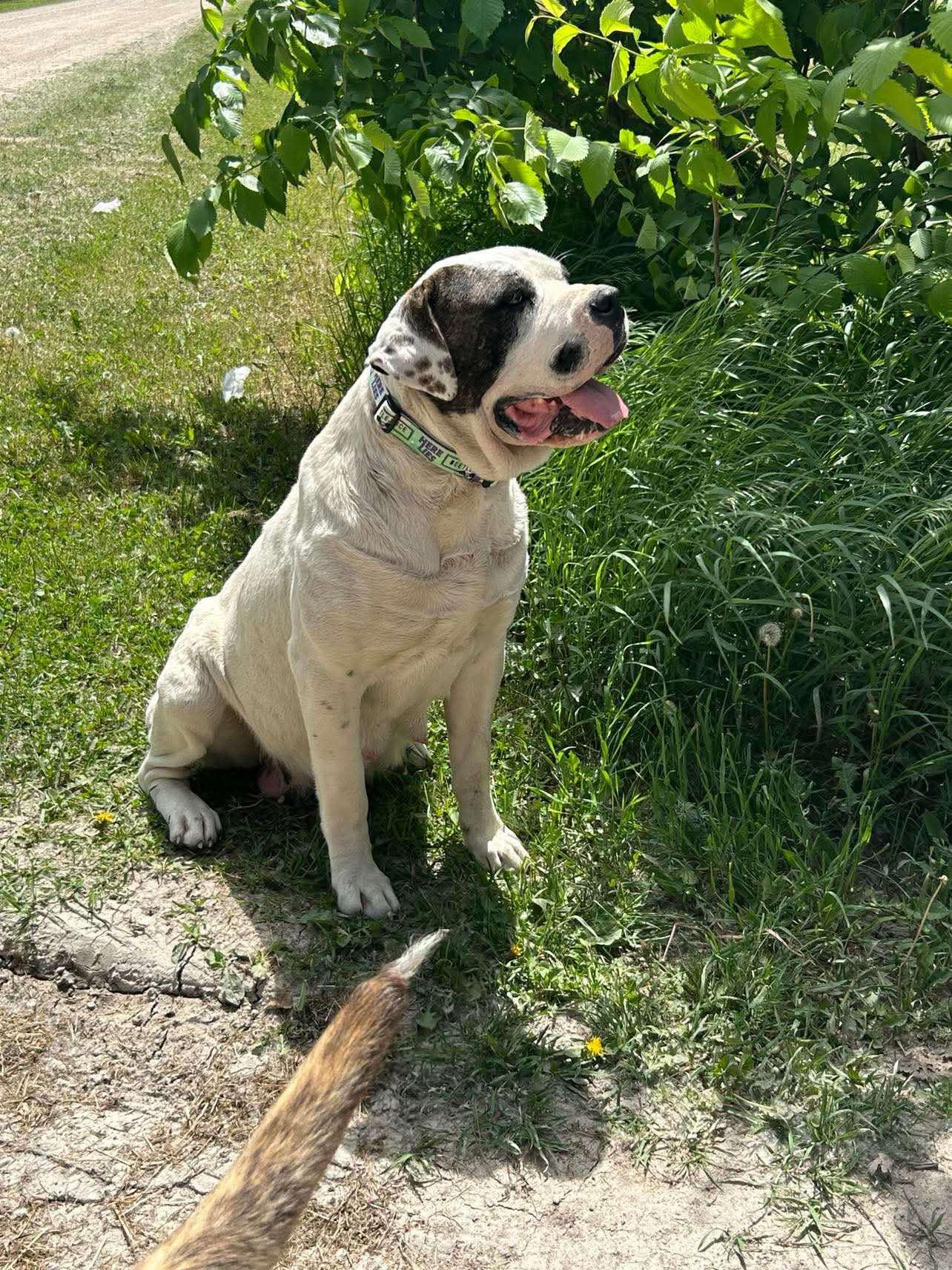 Daphne (20250516-03)