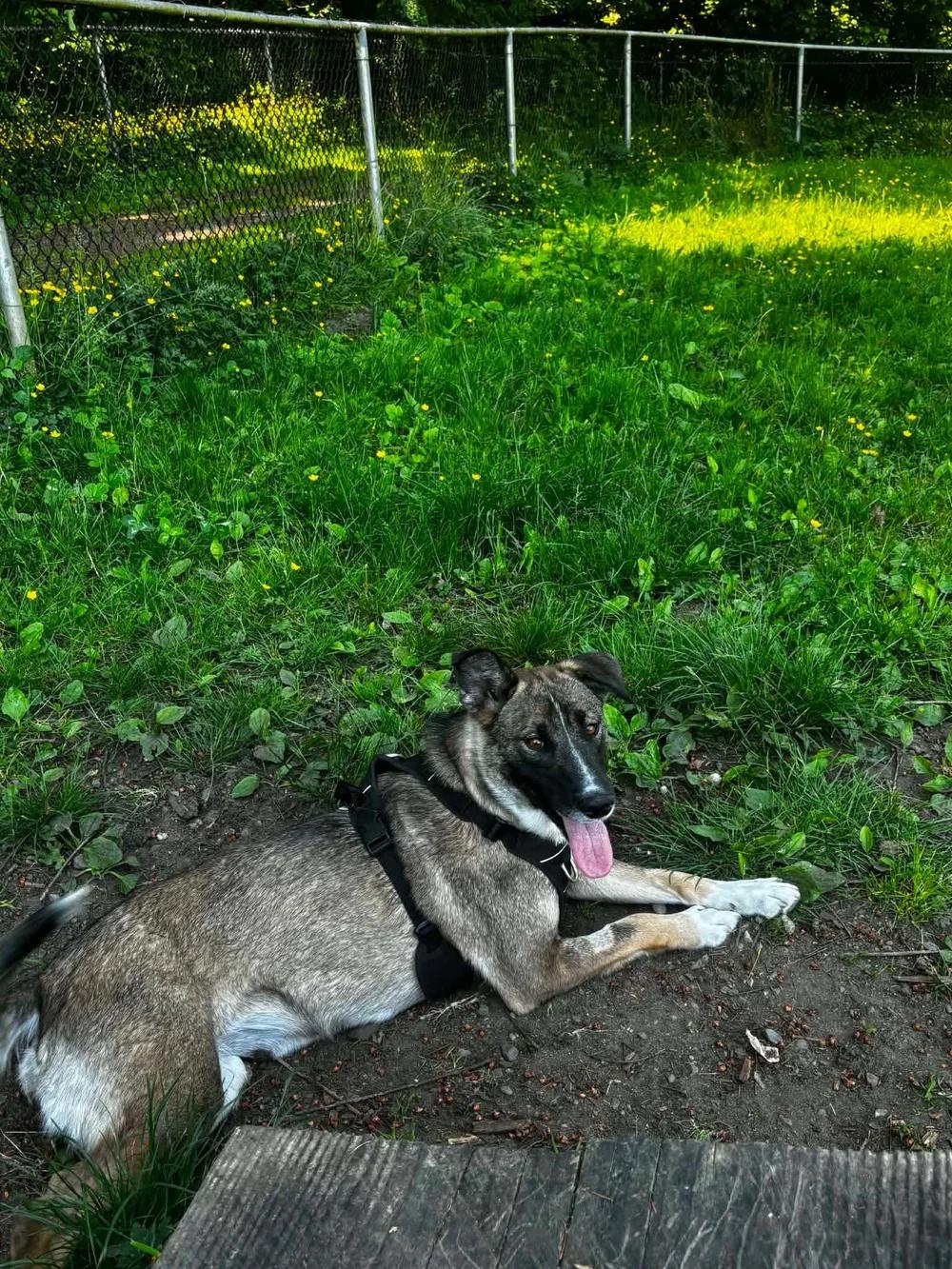 Enlarge Badger, a ADOPTABLE mixed breed in Abbotsford, BC image 3/5