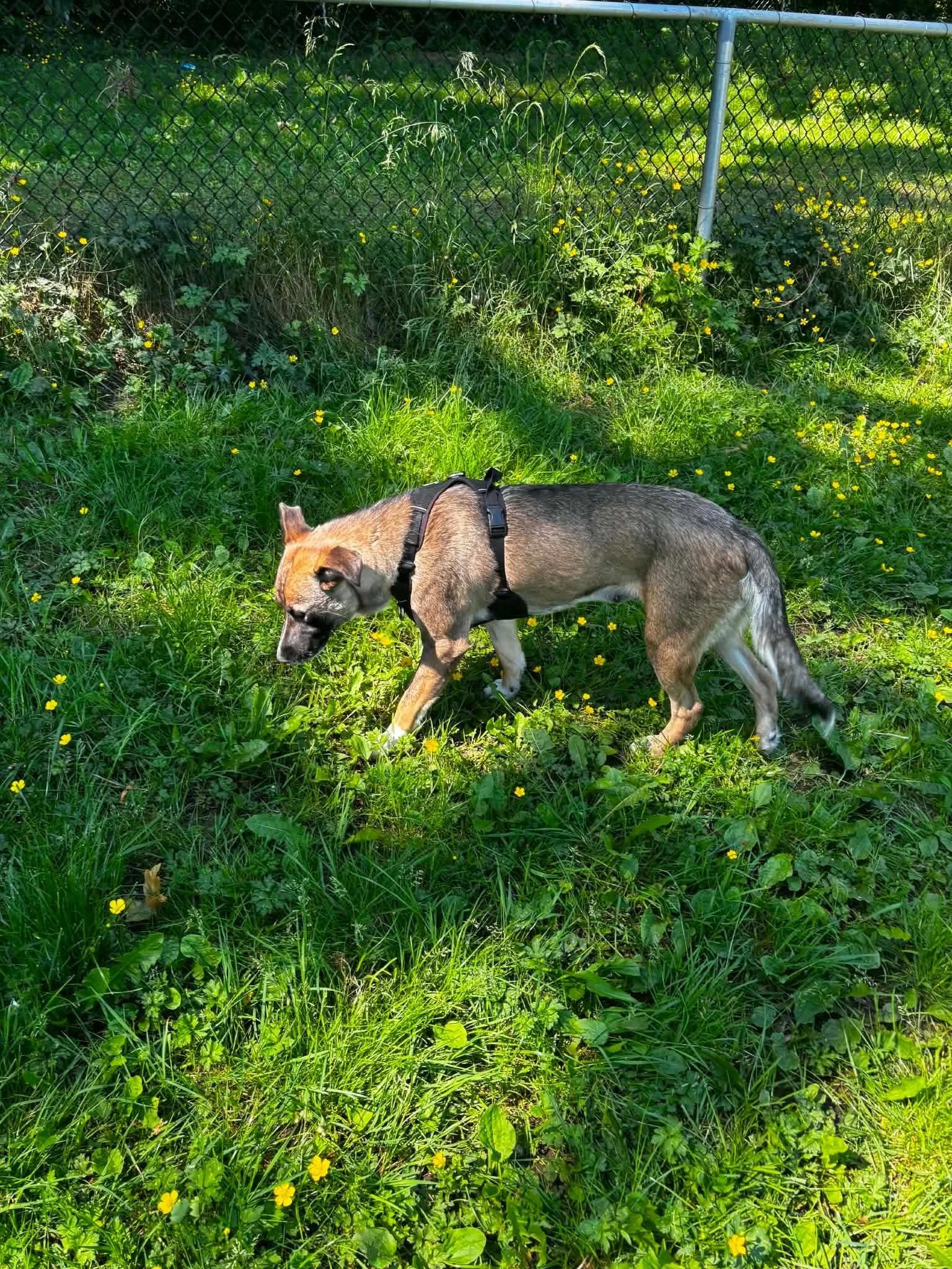 Enlarge Badger, a ADOPTABLE mixed breed in Abbotsford, BC image 5/5