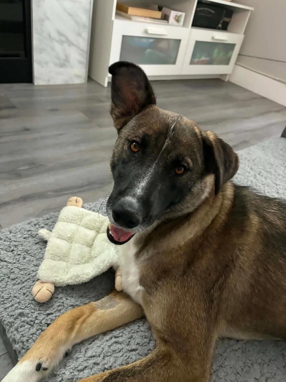Enlarge Badger, a ADOPTABLE mixed breed in Abbotsford, BC image 1/5