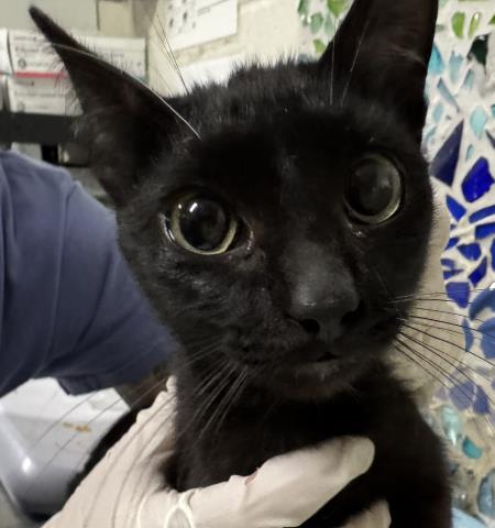 Enlarge HORSERADISH, a Adoptable Domestic Short Hair in Pensacola, FL image 1/1