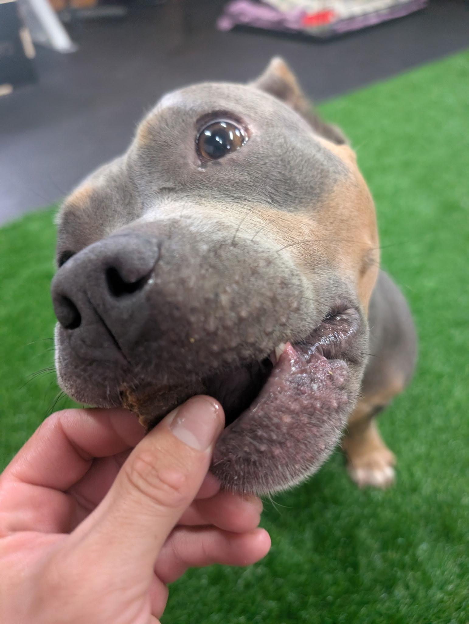 Meatball photo