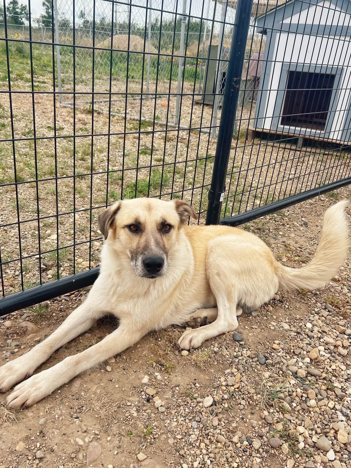 Baxter, ADOPTABLE, Adult Male Shepherd.