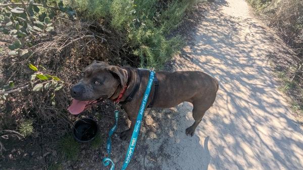 Remi, Adoptable, Adult Female Cane Corso.