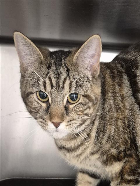 KOALA, Adoptable, Young Female Domestic Short Hair.