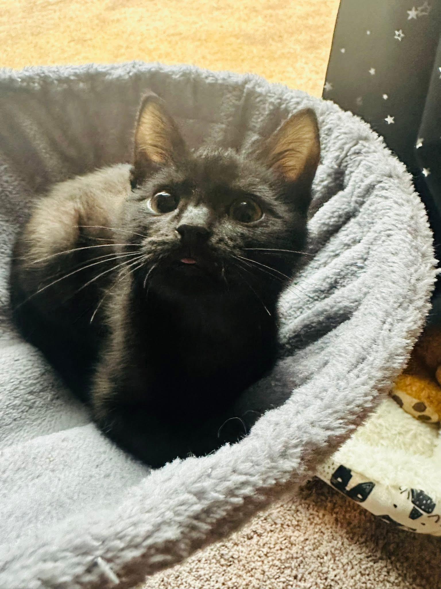 Enlarge Weaver, a Adoptable Domestic Short Hair in Randolph, AL image 1/5