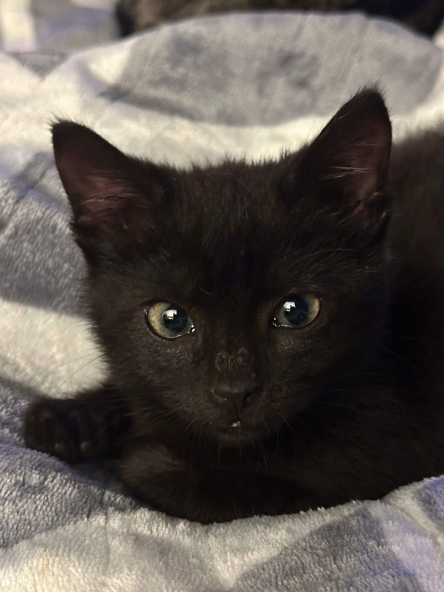 Enlarge Weaver, a Adoptable Domestic Short Hair in Randolph, AL image 2/5