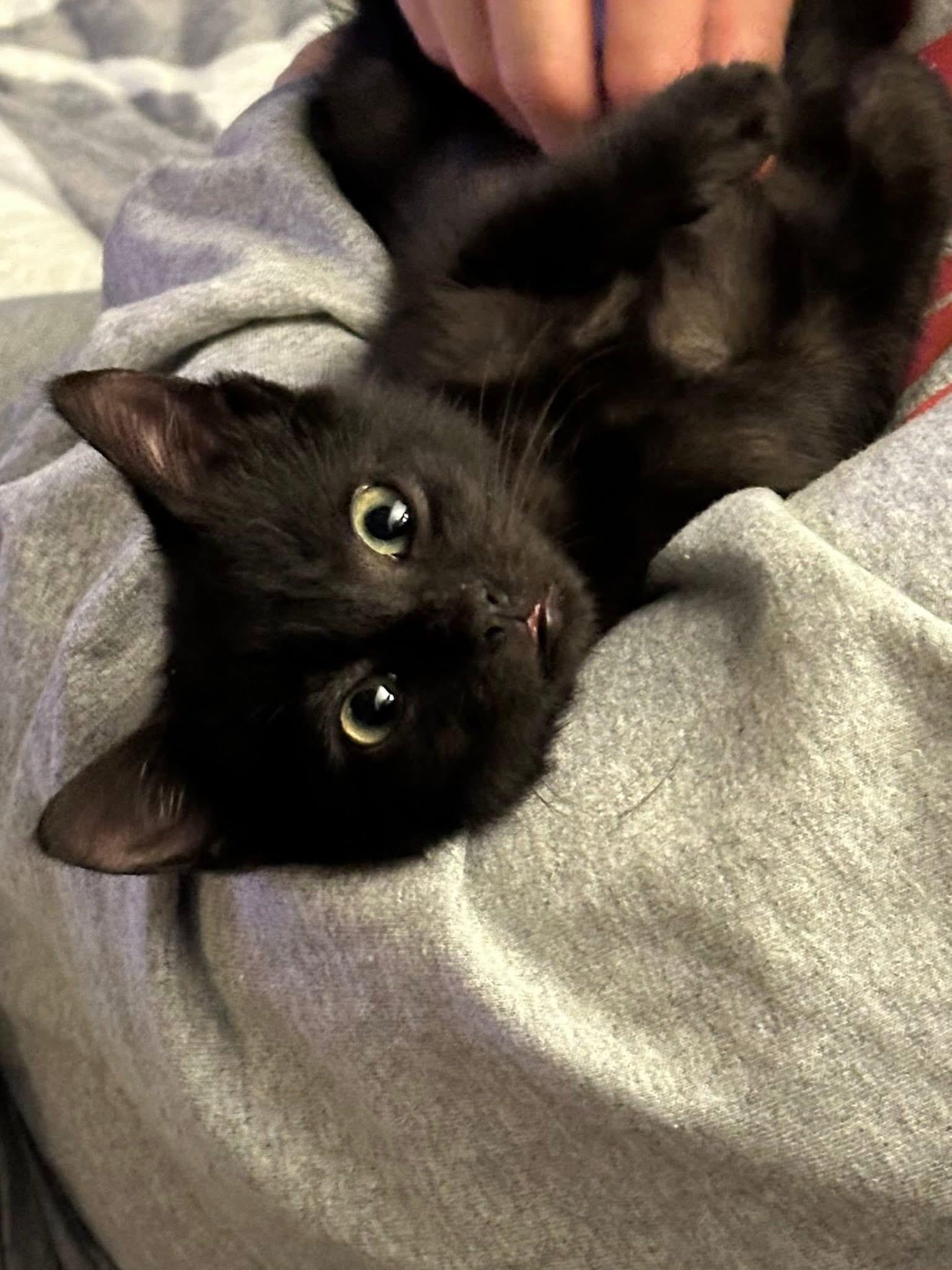 Enlarge Weaver, a Adoptable Domestic Short Hair in Randolph, AL image 3/5