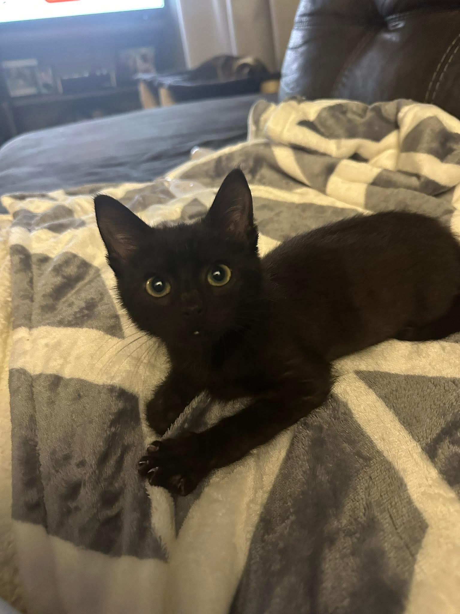 Enlarge Weaver, a Adoptable Domestic Short Hair in Randolph, AL image 4/5