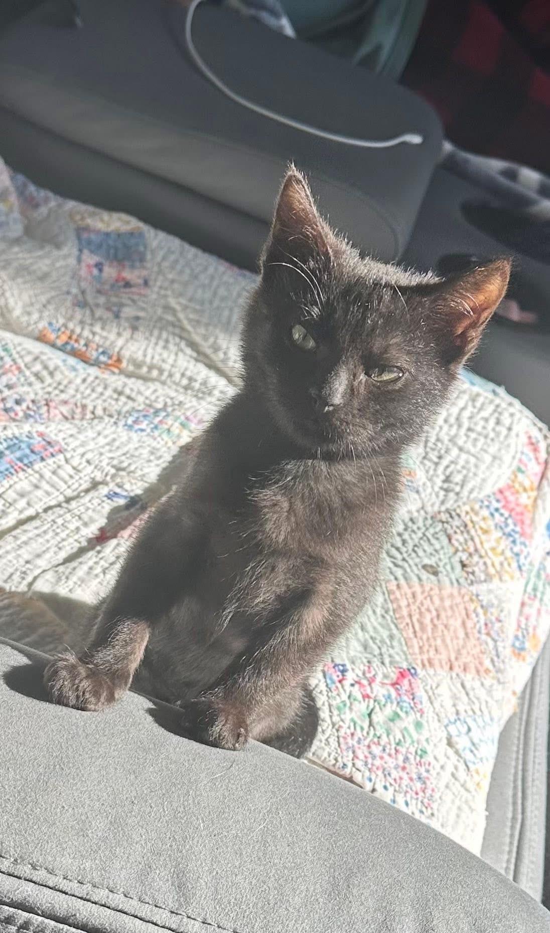 Enlarge Weaver, a Adoptable Domestic Short Hair in Randolph, AL image 5/5