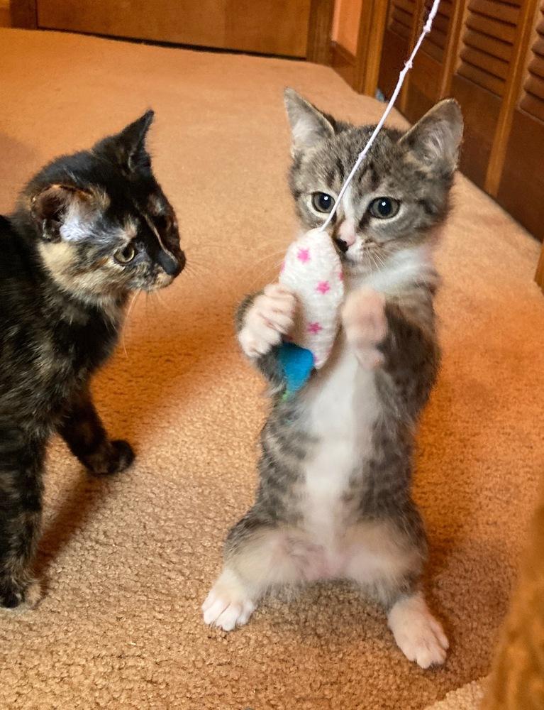 Sparky, Adoptable, Kitten Male Domestic Short Hair.