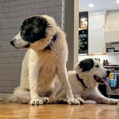 Enlarge Dixie, a Adoptable Great Pyrenees in Louisville, KY image 4/4
