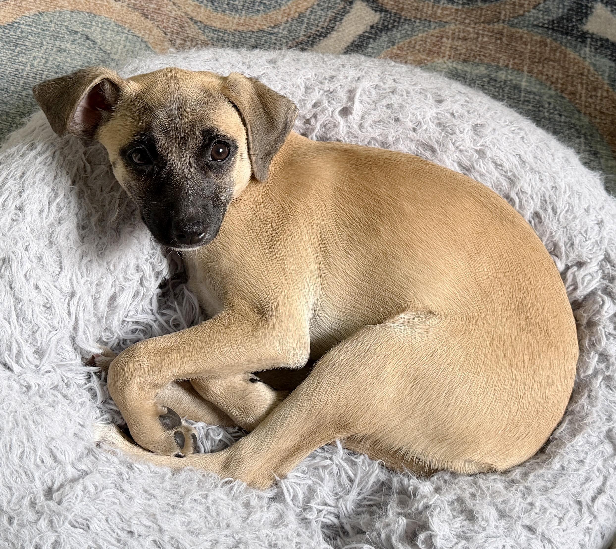 Enlarge Lexus (Freeway litter), a ADOPTABLE mixed breed in Silvana, WA image 1/6