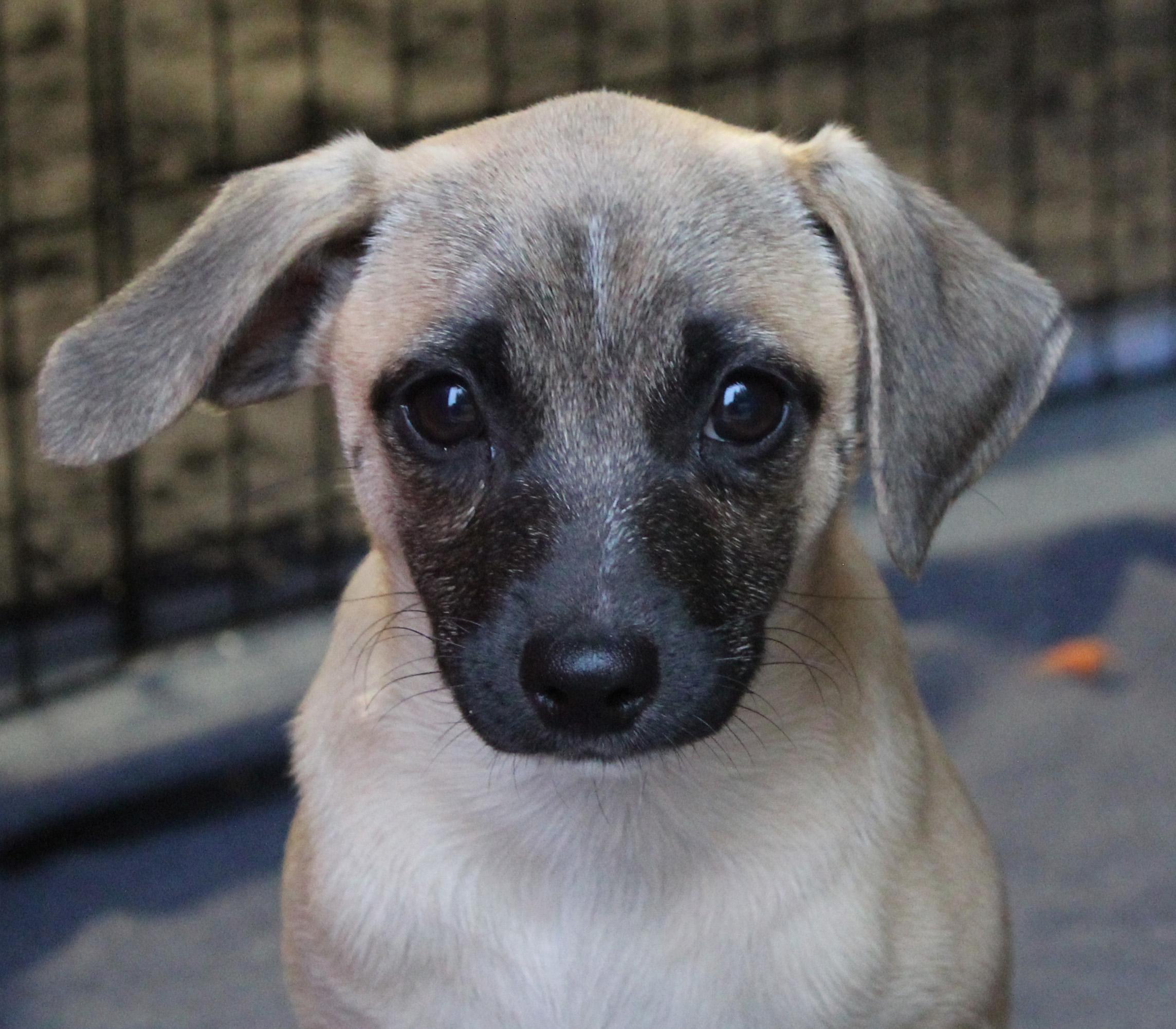Enlarge Lexus (Freeway litter), a ADOPTABLE mixed breed in Silvana, WA image 2/6