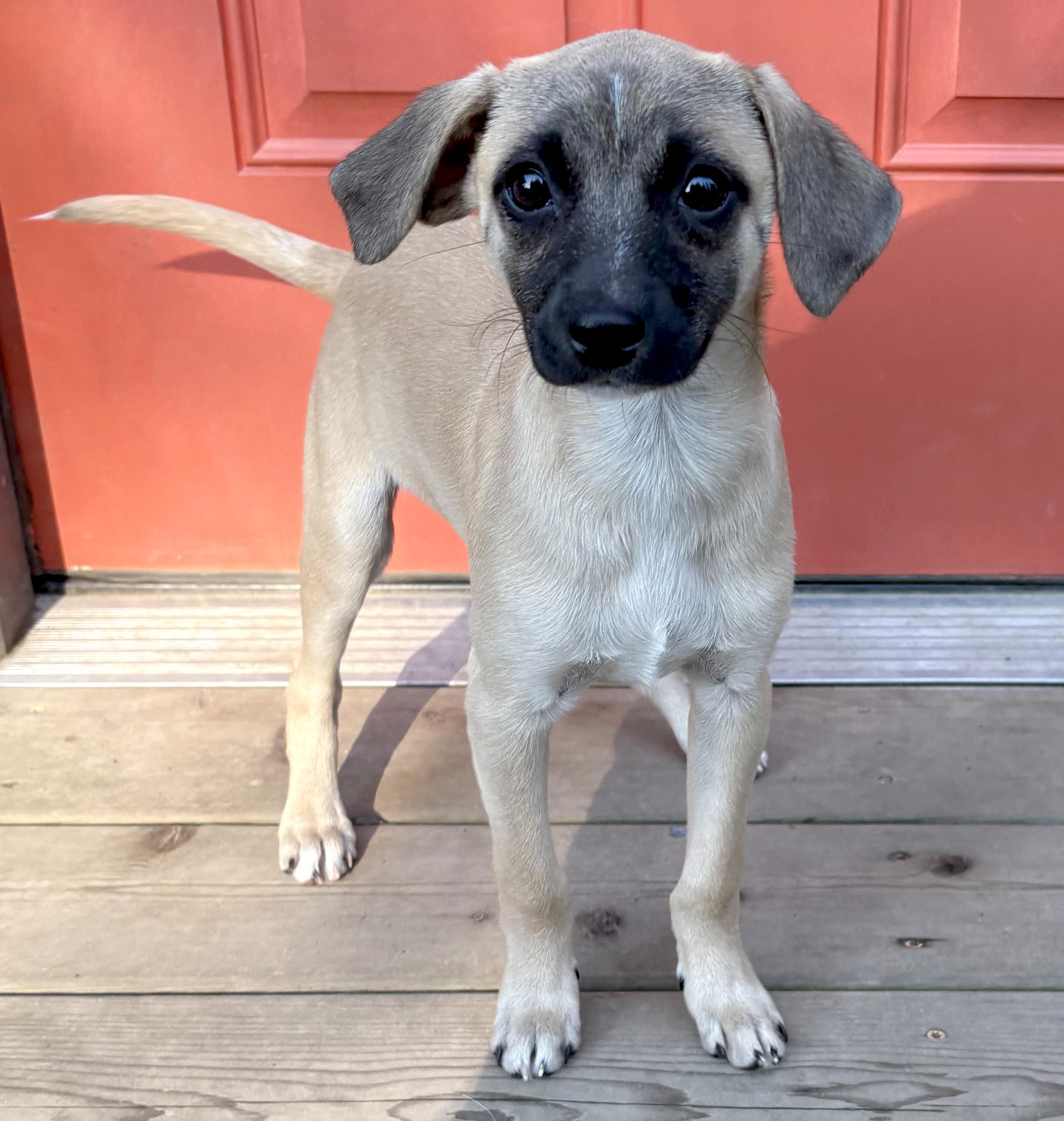 Enlarge Lexus (Freeway litter), a ADOPTABLE mixed breed in Silvana, WA image 3/6