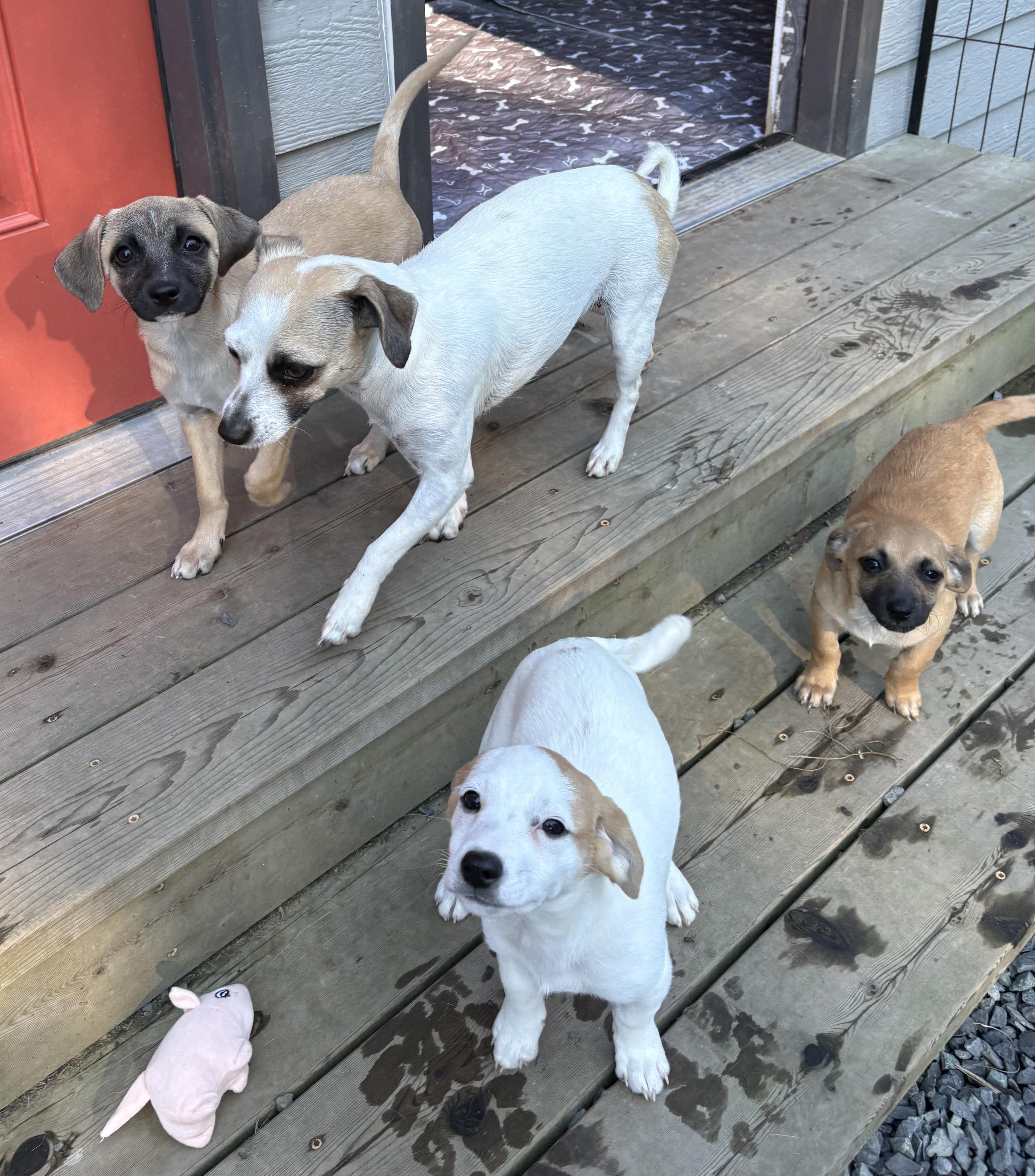 Enlarge Lexus (Freeway litter), a ADOPTABLE mixed breed in Silvana, WA image 5/6