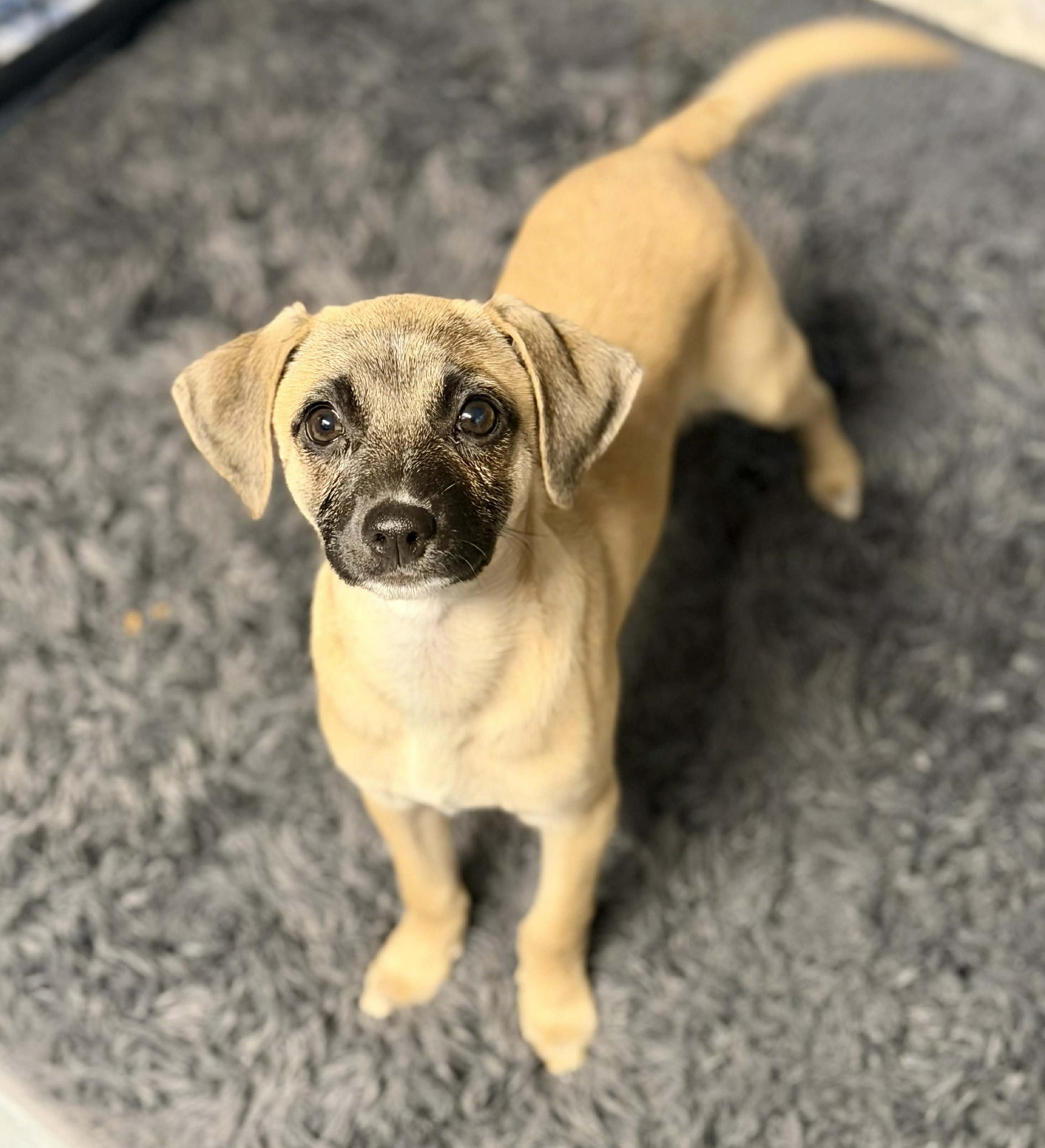 Enlarge Lexus, an adoptable mixed breed in Silvana, WA image 2/6