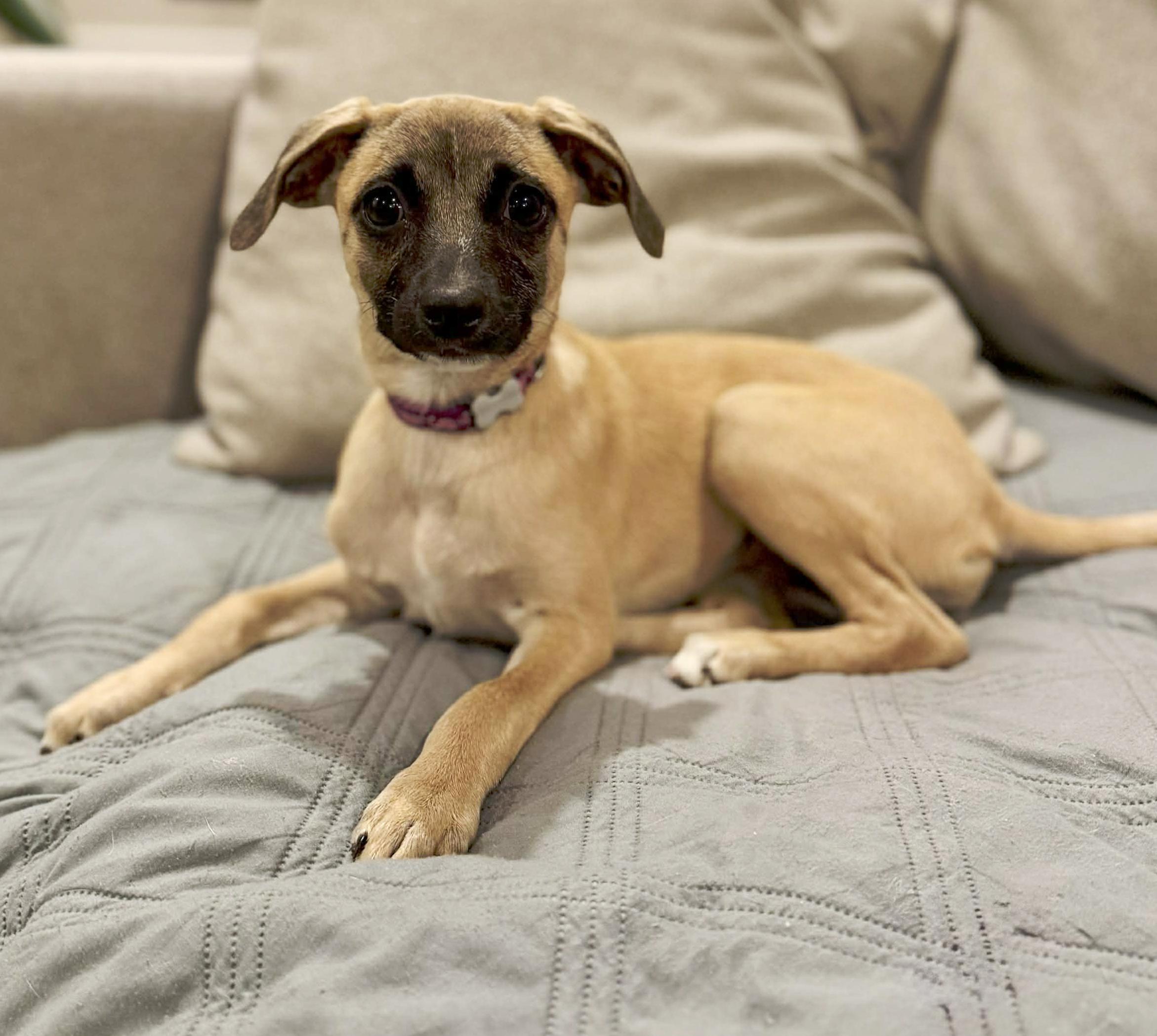 Lexus (Freeway litter), ADOPTABLE, Puppy Female Chihuahua.