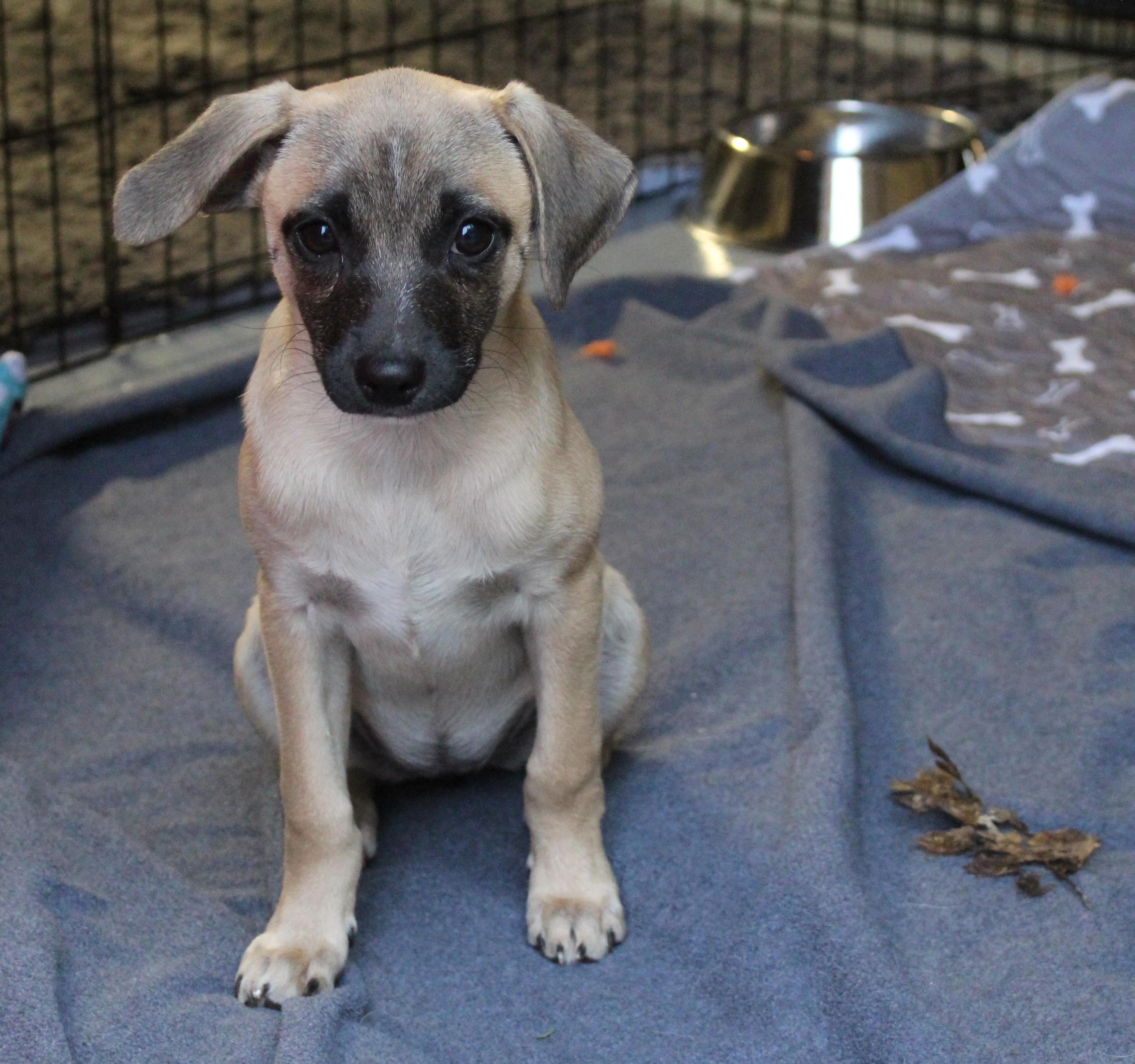 Enlarge Lexus (Freeway litter), a ADOPTABLE mixed breed in Silvana, WA image 4/6