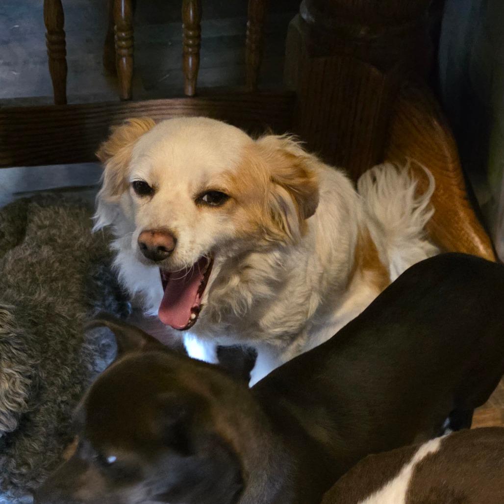 Enlarge Sassy, a Adoptable mixed breed in Goltry, OK image 1/3