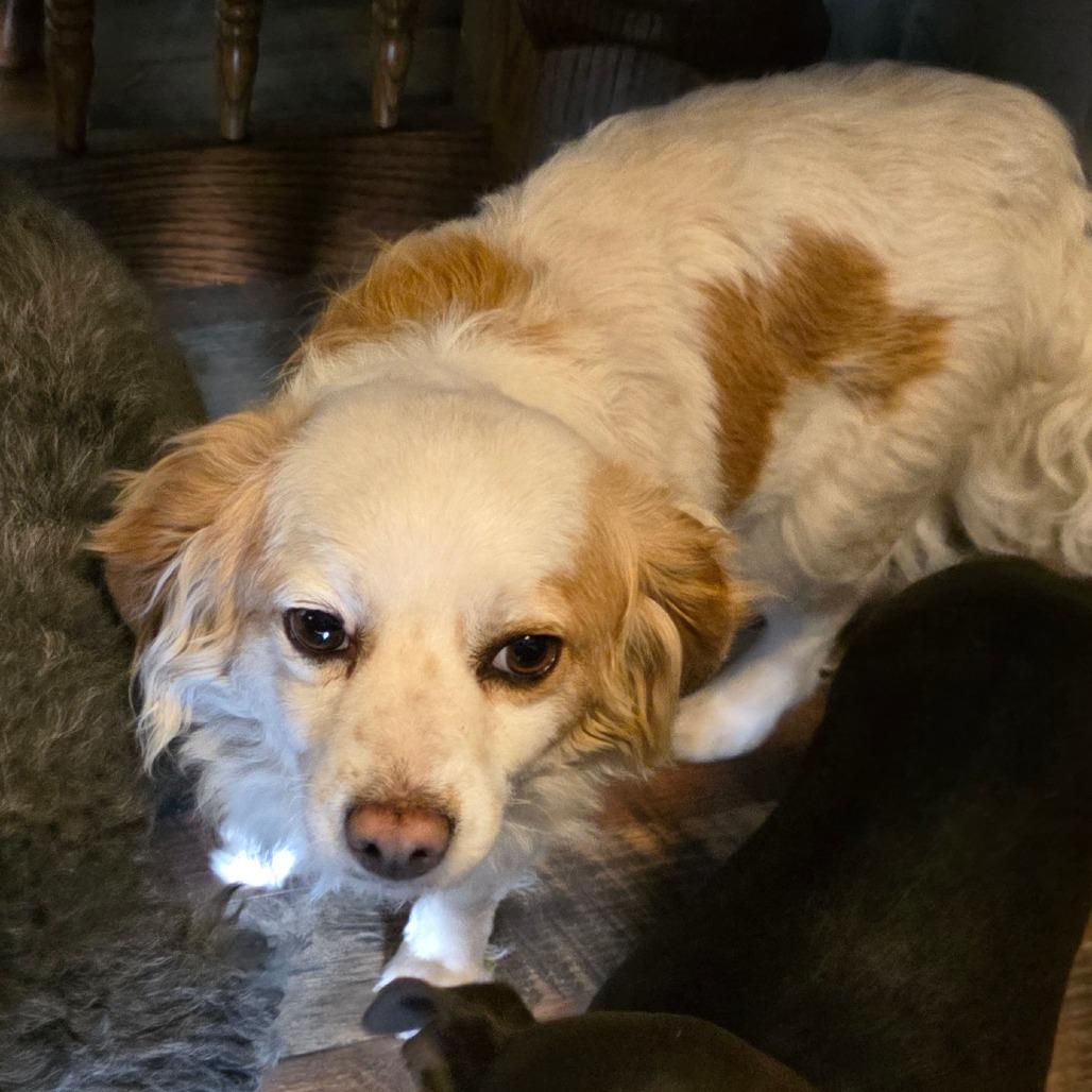 Enlarge Sassy, a Adoptable mixed breed in Goltry, OK image 2/3