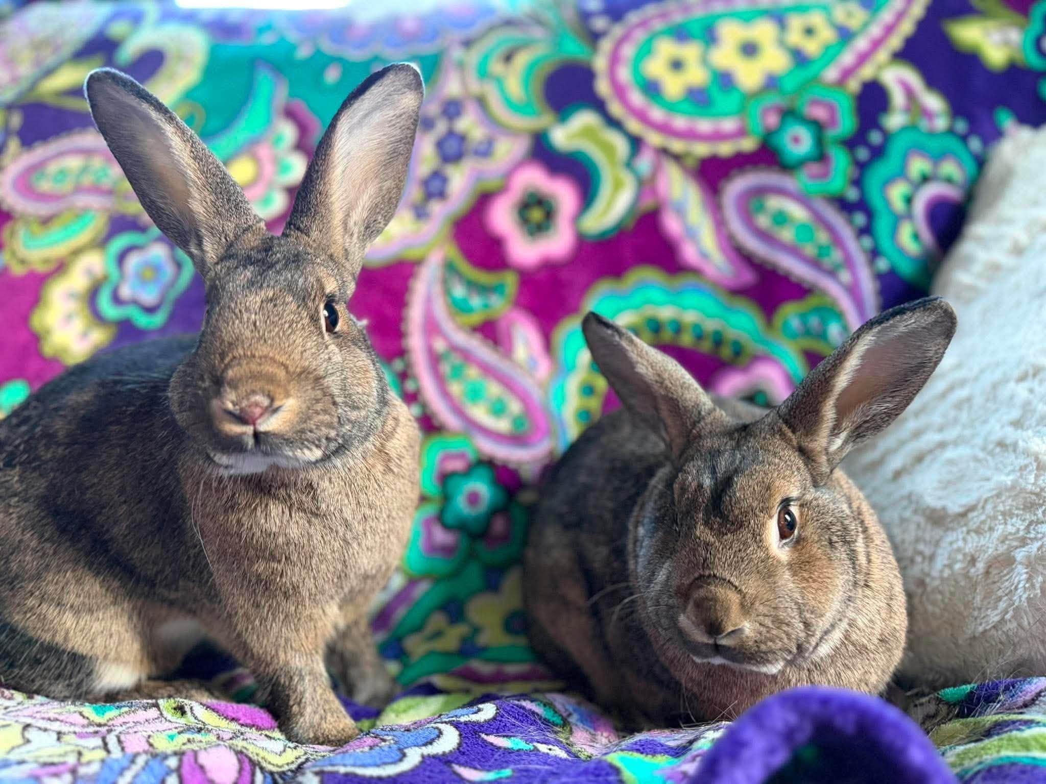 Tinker *bonded to Wheat*, Adoptable, Young Male Bunny Rabbit.